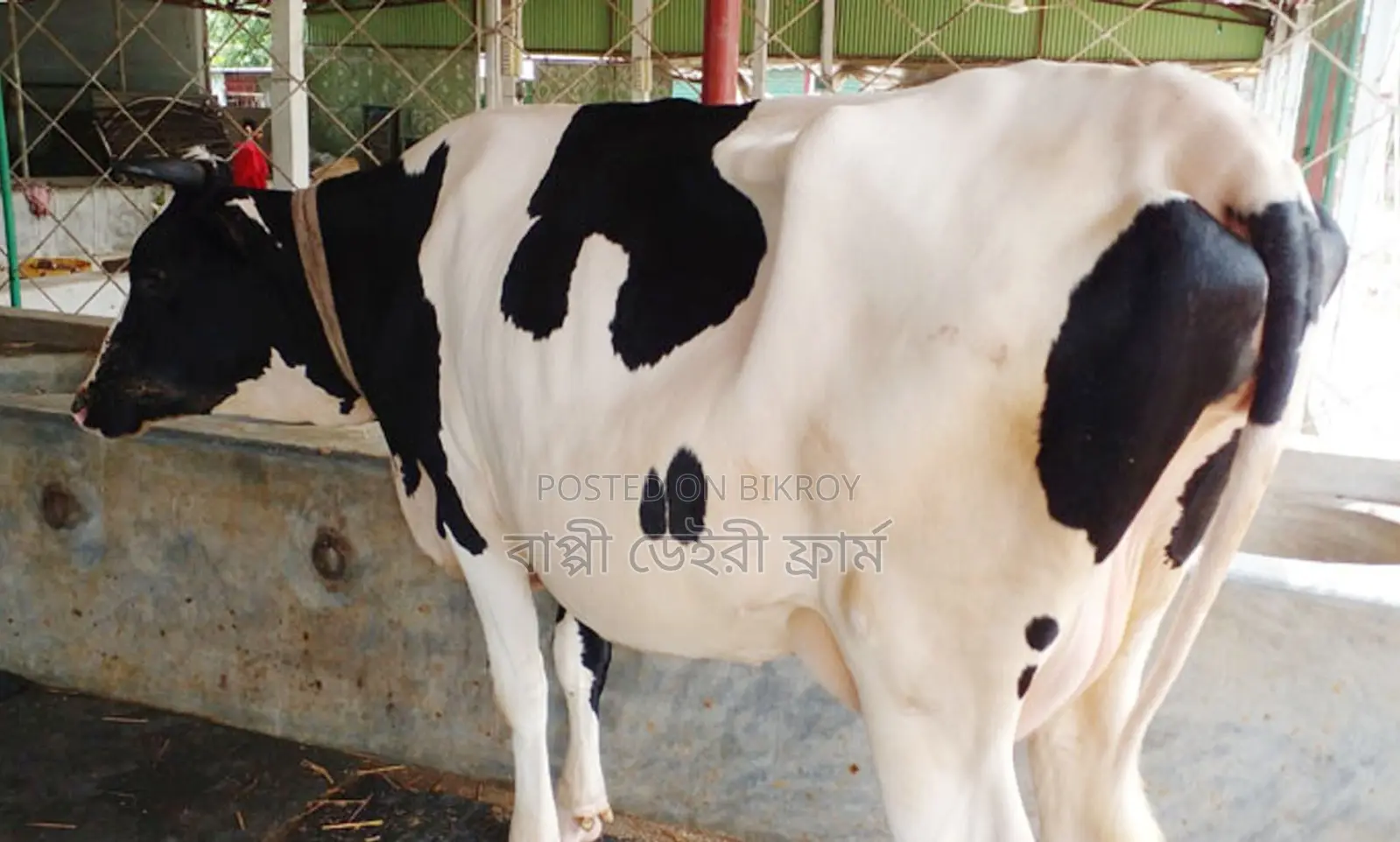No. 1742 Improved Breed Dairy Cow.