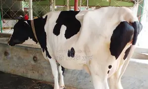 No. 1742 Improved Breed Dairy Cow.