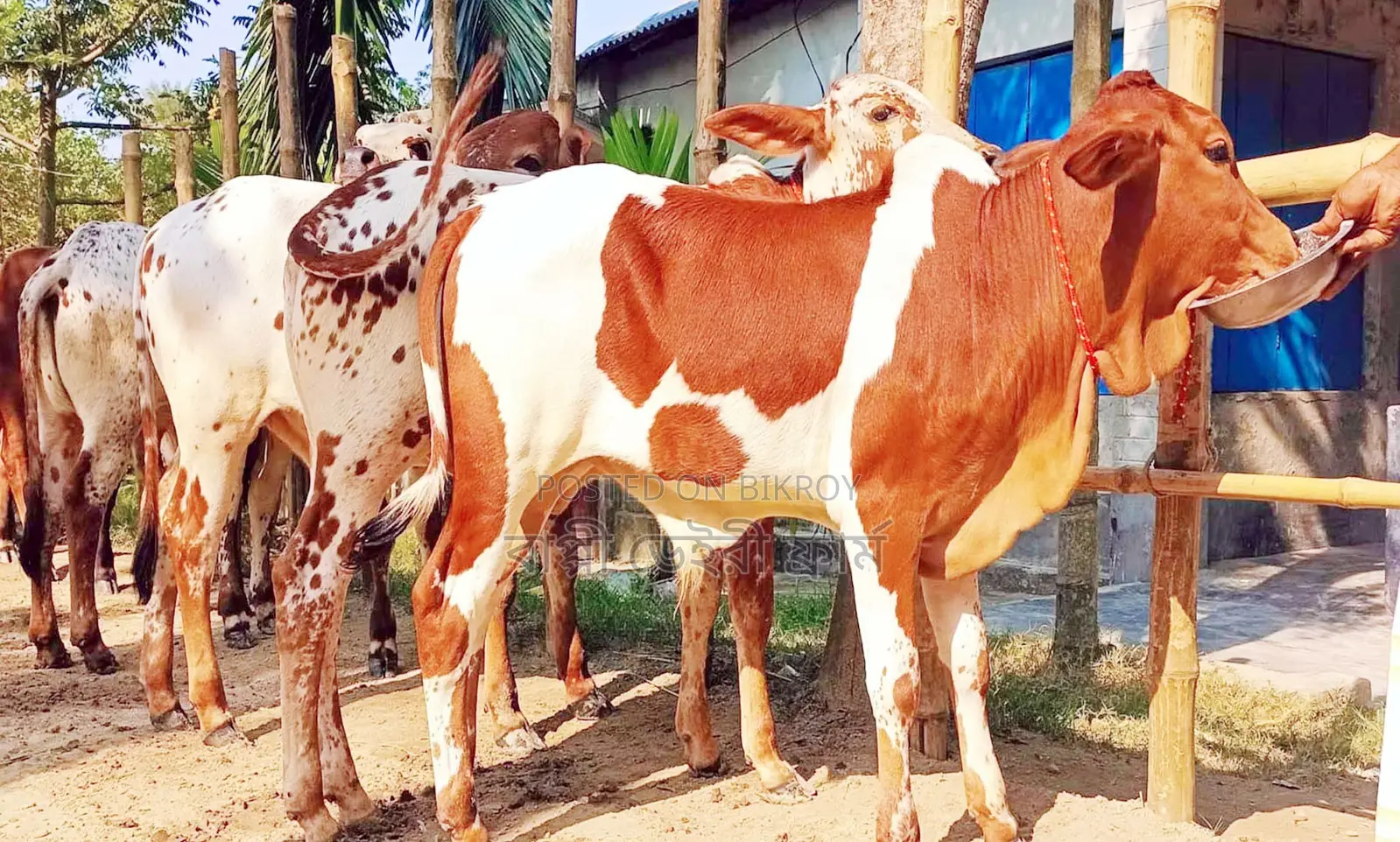 4 selected high-breed bull calves numbered 1743 will be sold.