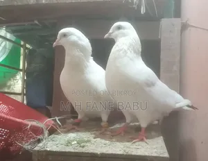 মাস্টার ফেয়ার কালদম