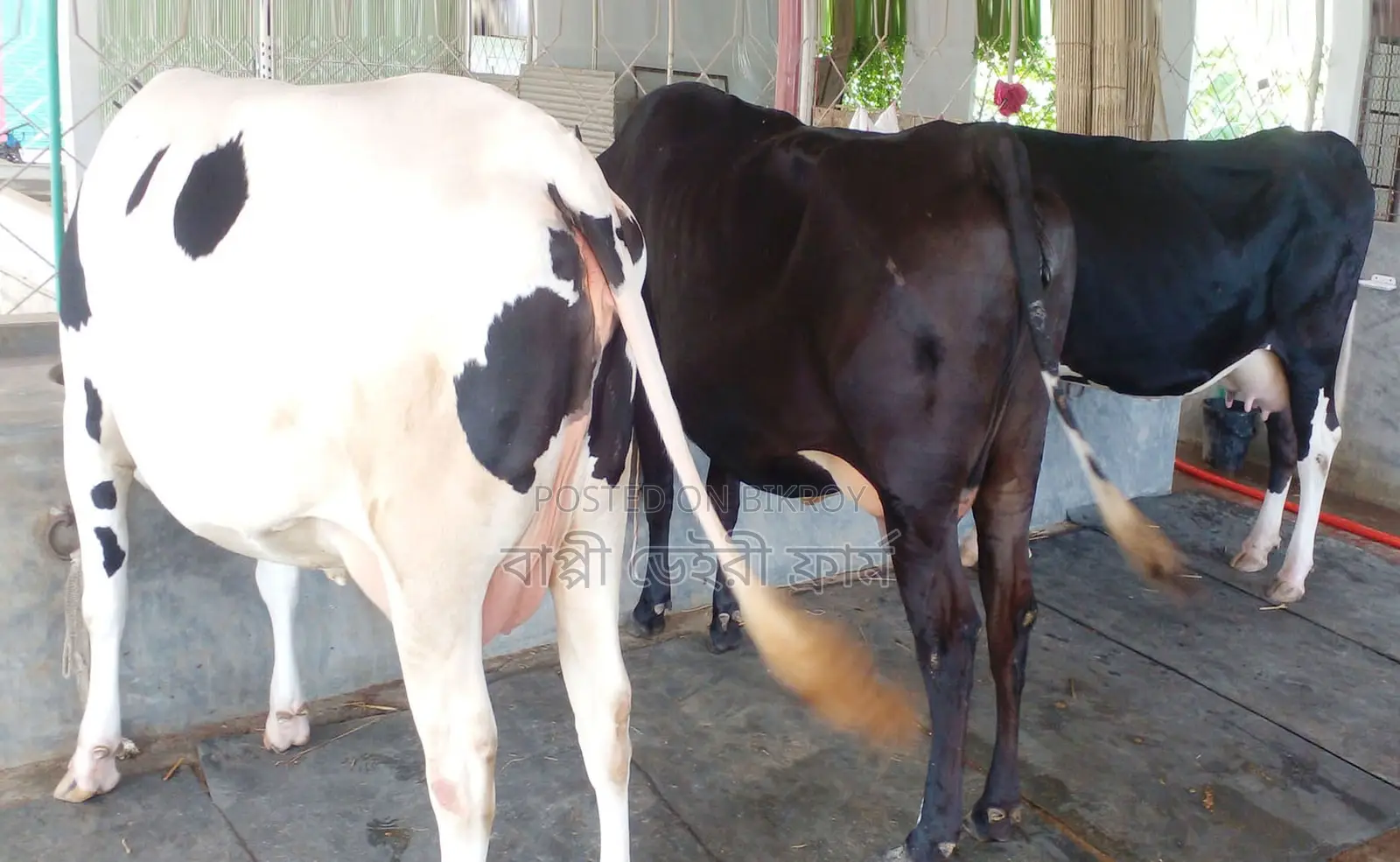 3 milch cows number 1744 will be sold.