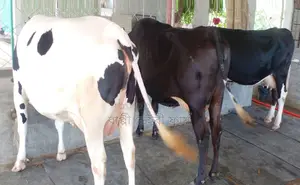 3 milch cows number 1744 will be sold.