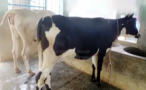 Selected 2 heifers numbered 1745 will be good for rearing.