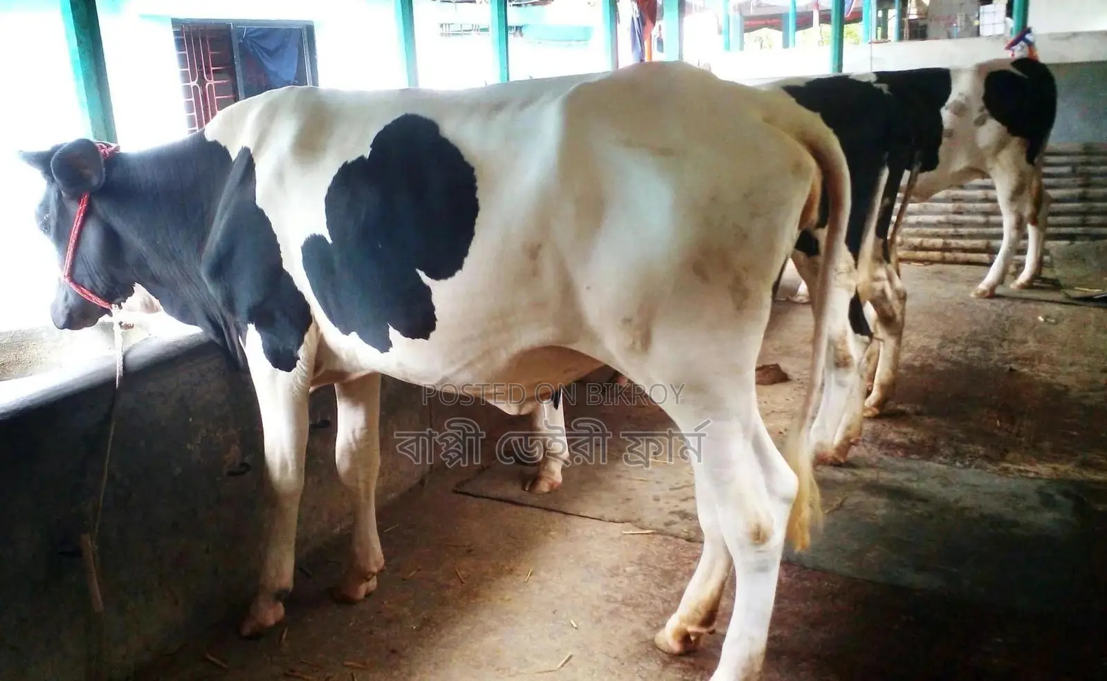 Buy 3 selected 1735 No. heifers for rearing.