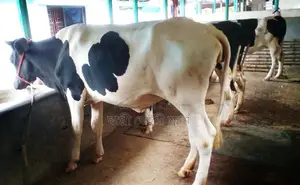 Buy 3 selected 1735 No. heifers for rearing.