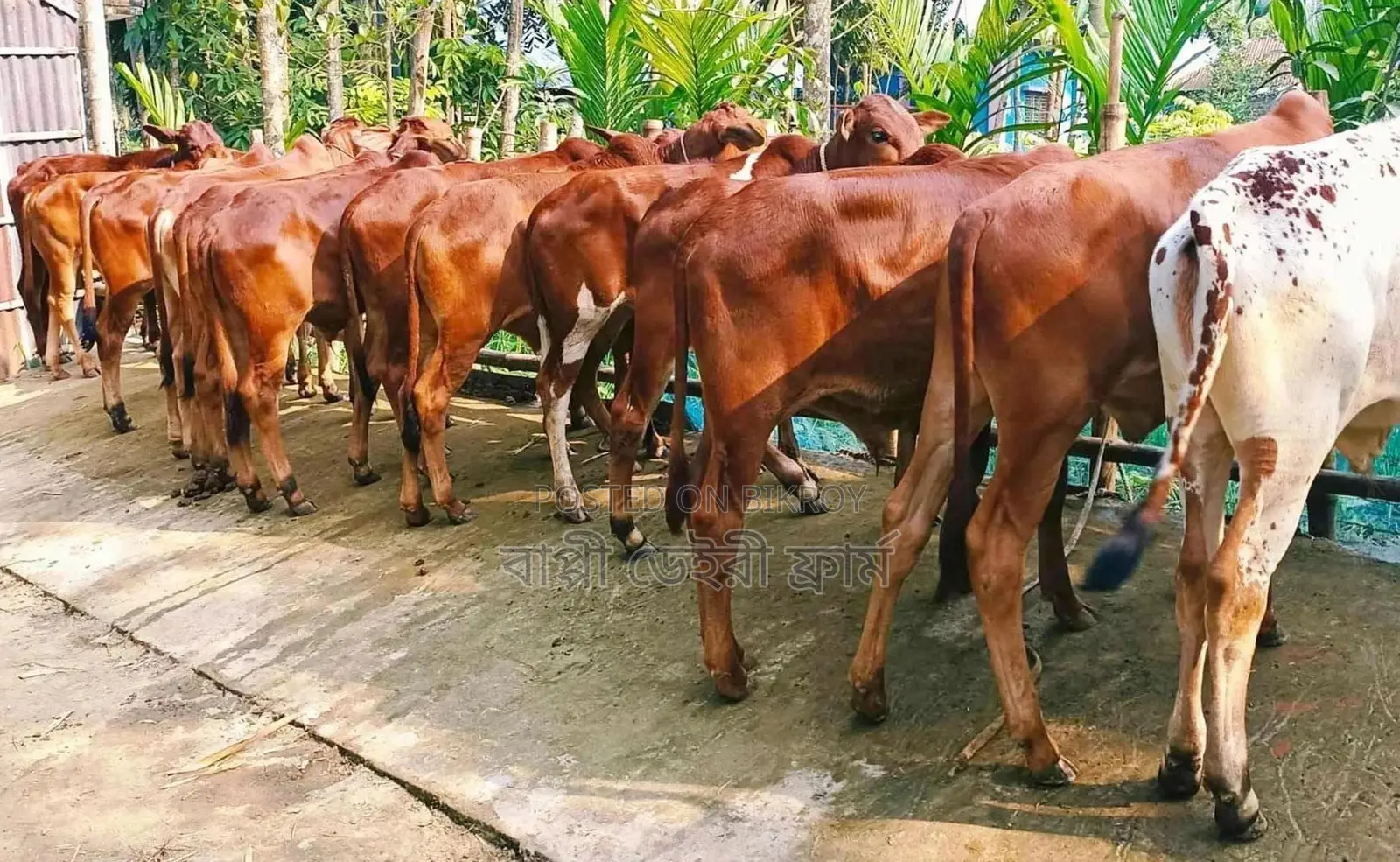1734 No. 13 bull calves and cows.
