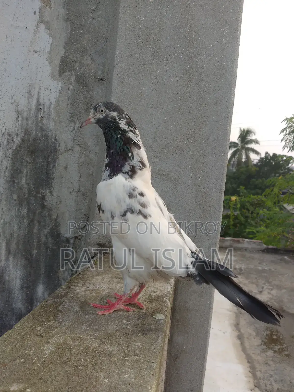 টেডি মাদী কবুতর