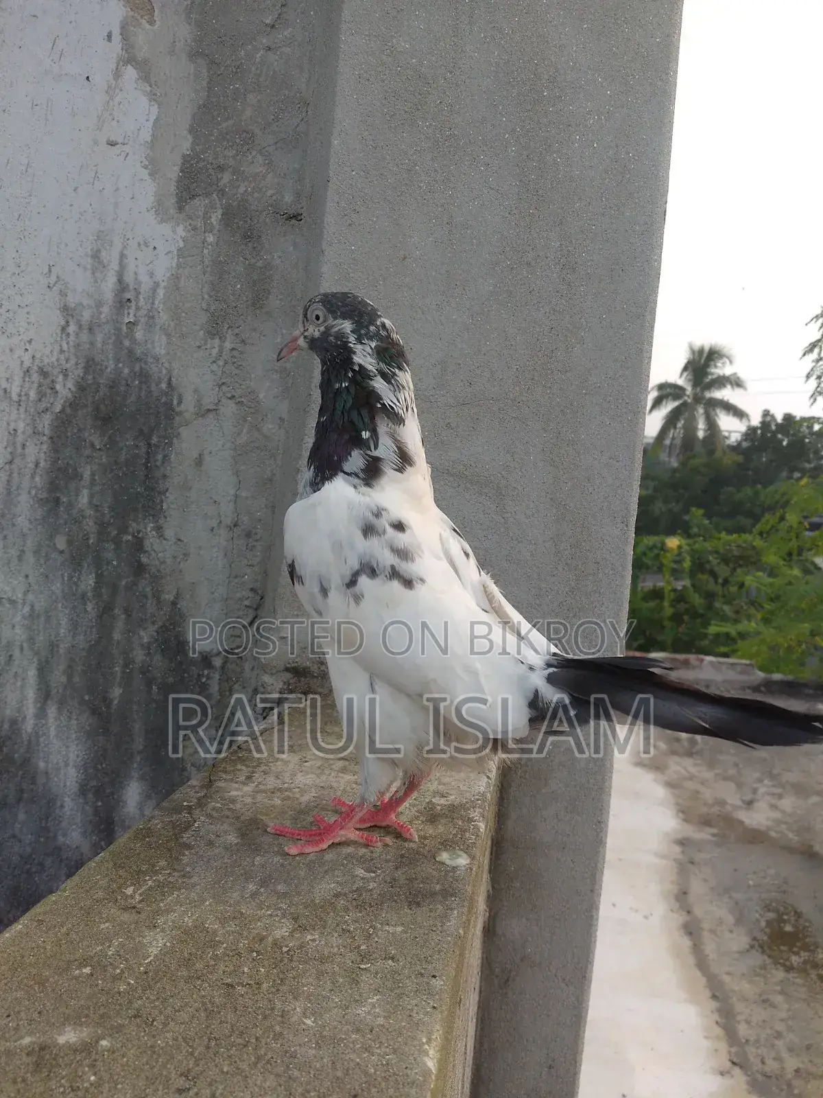 টেডি মাদী কবুতর