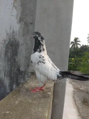 টেডি মাদী কবুতর