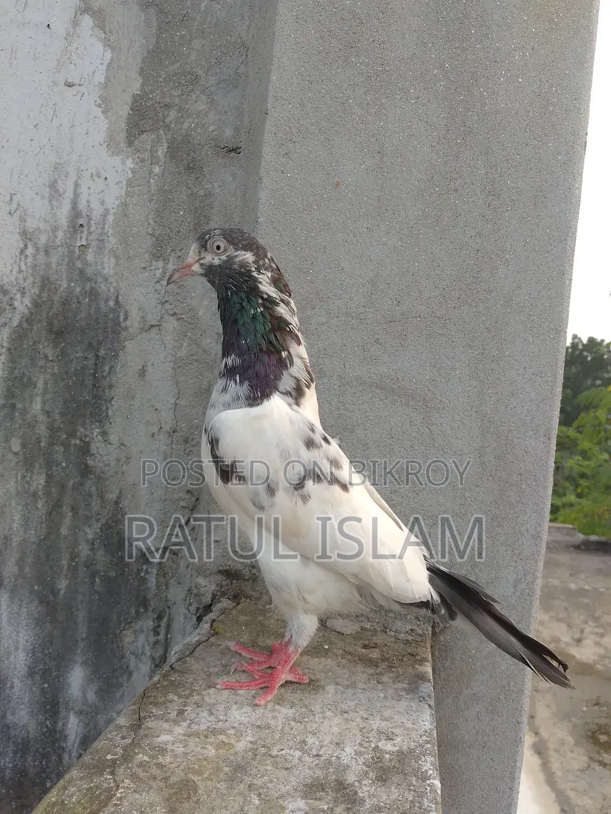 টেডি মাদী কবুতর