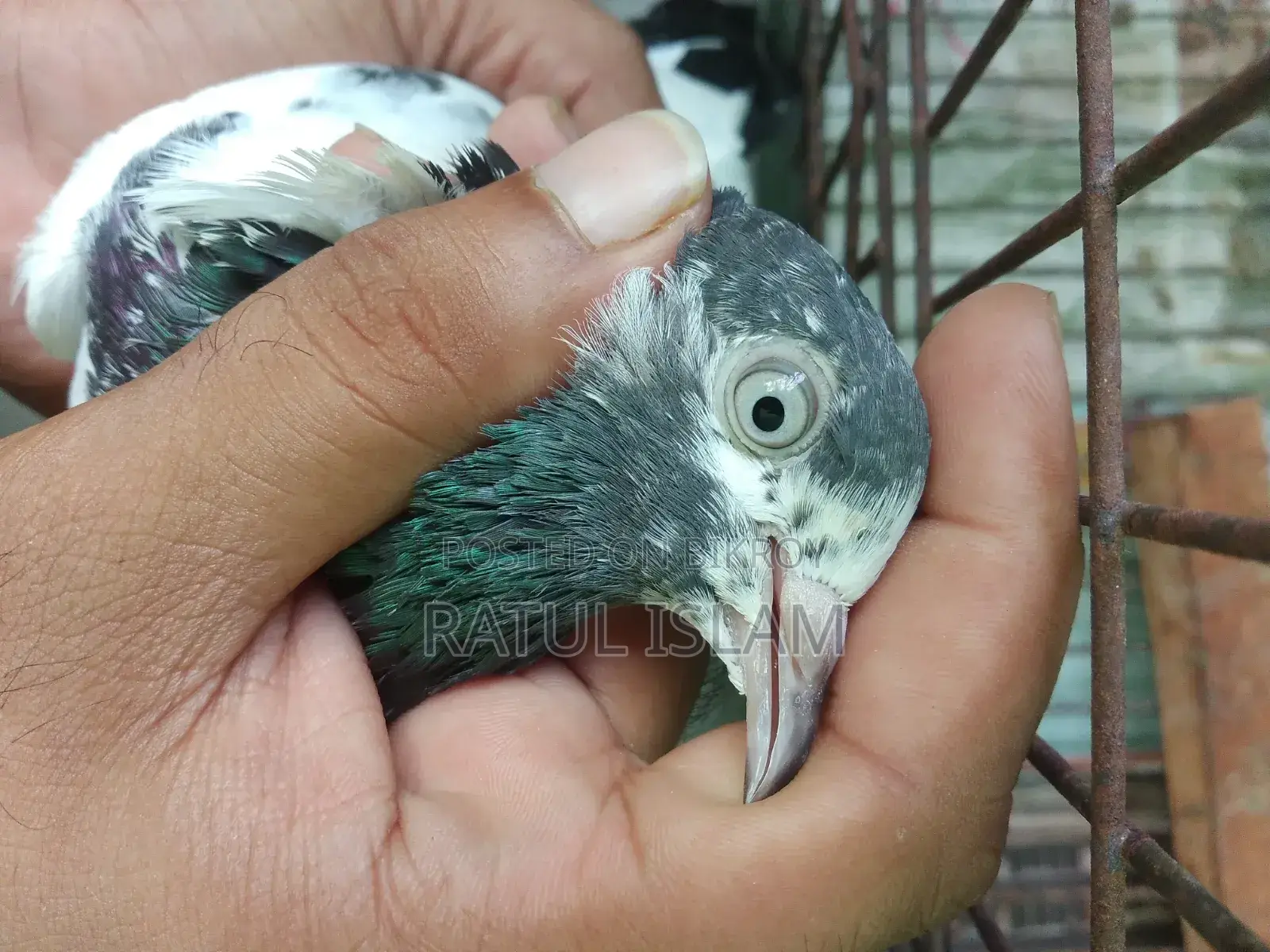 টেডি মাদী কবুতর
