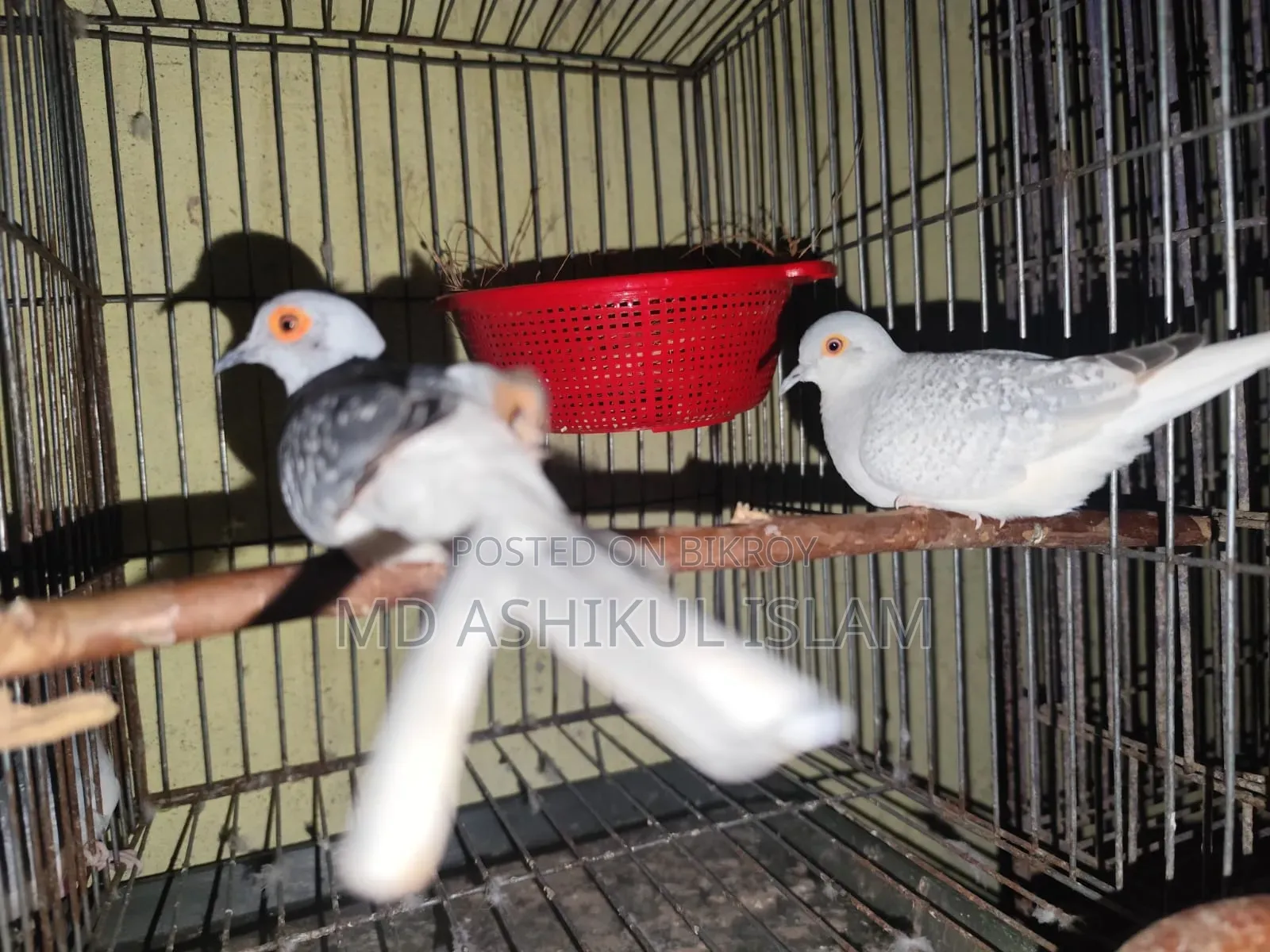 রানিং ডায়মন্ড ডাভ