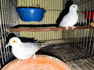 রানিং ডায়মন্ড ডাভ