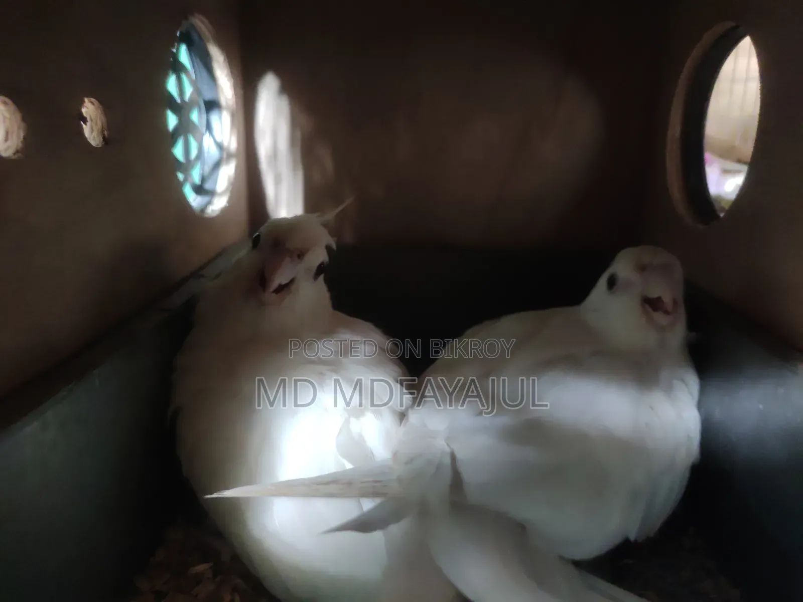 অ্যাডাল্ট অ্যালবিনো ককাটেল