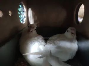 অ্যাডাল্ট অ্যালবিনো ককাটেল