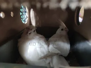 অ্যাডাল্ট অ্যালবিনো ককাটেল