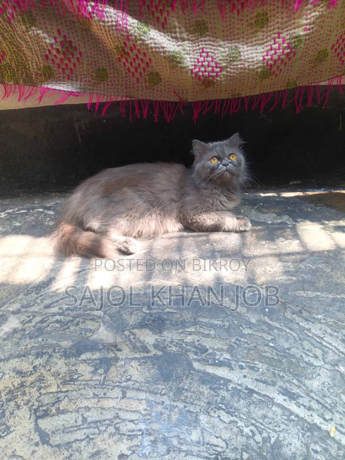 1+ year Female Purebred Persian
