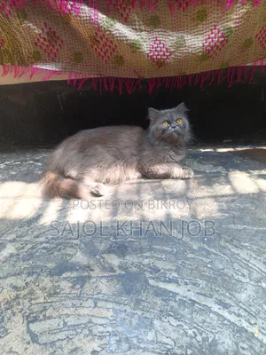 1+ year Female Purebred Persian