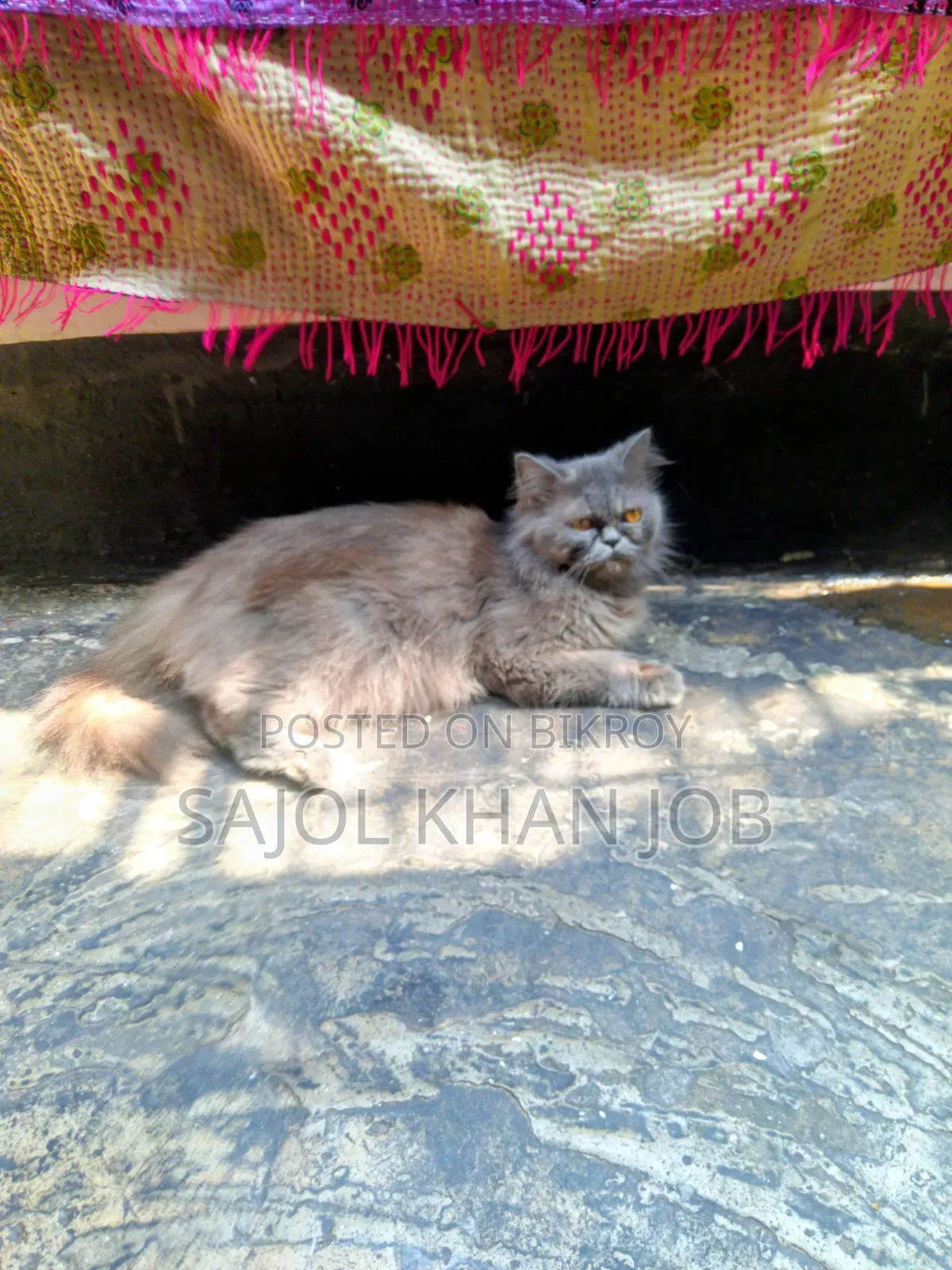 1+ year Female Purebred Persian