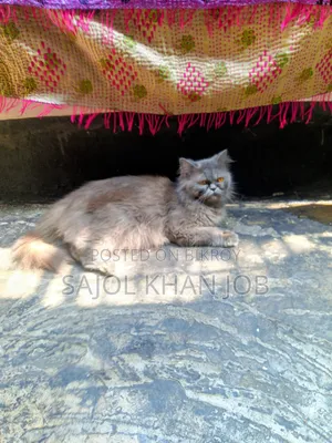 1+ year Female Purebred Persian
