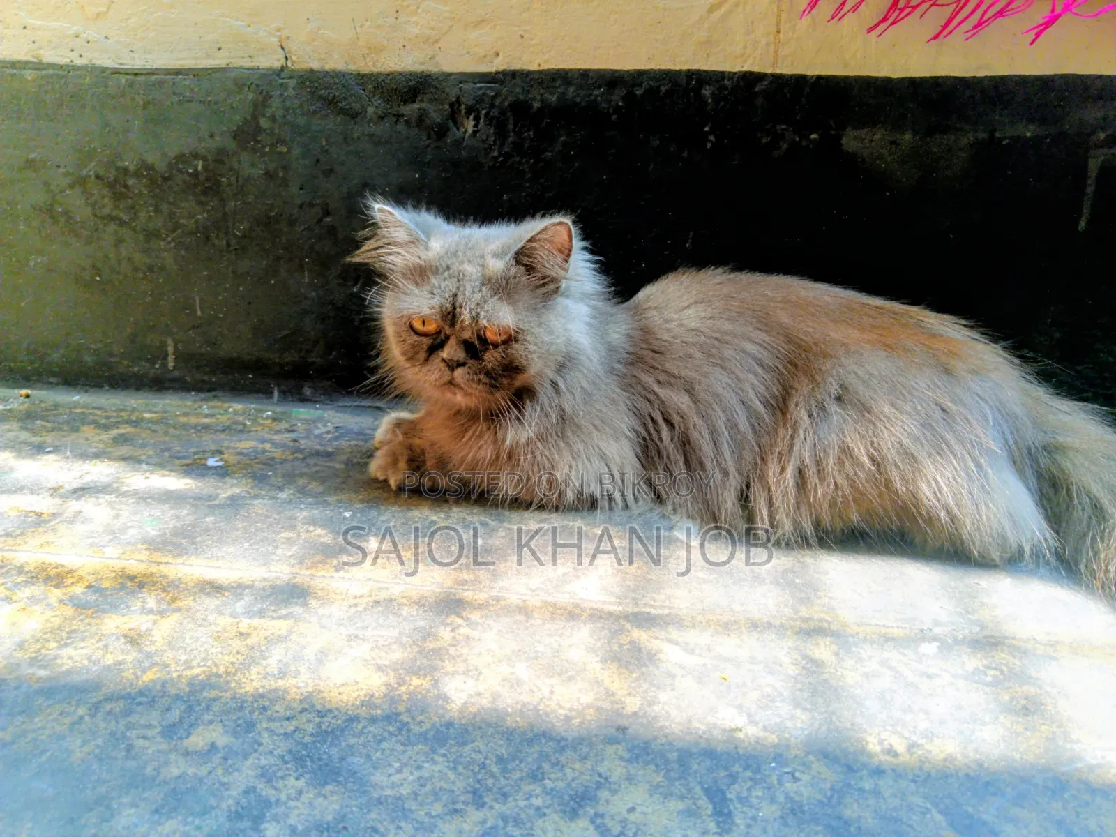 1+ year Female Purebred Persian