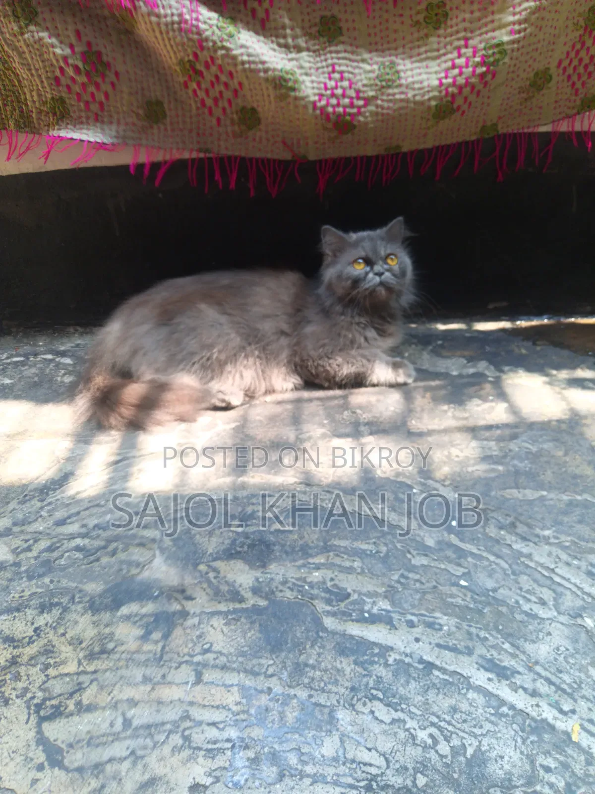 1+ year Female Purebred Persian