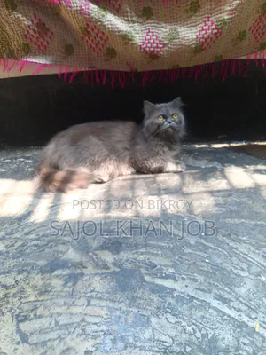 1+ year Female Purebred Persian
