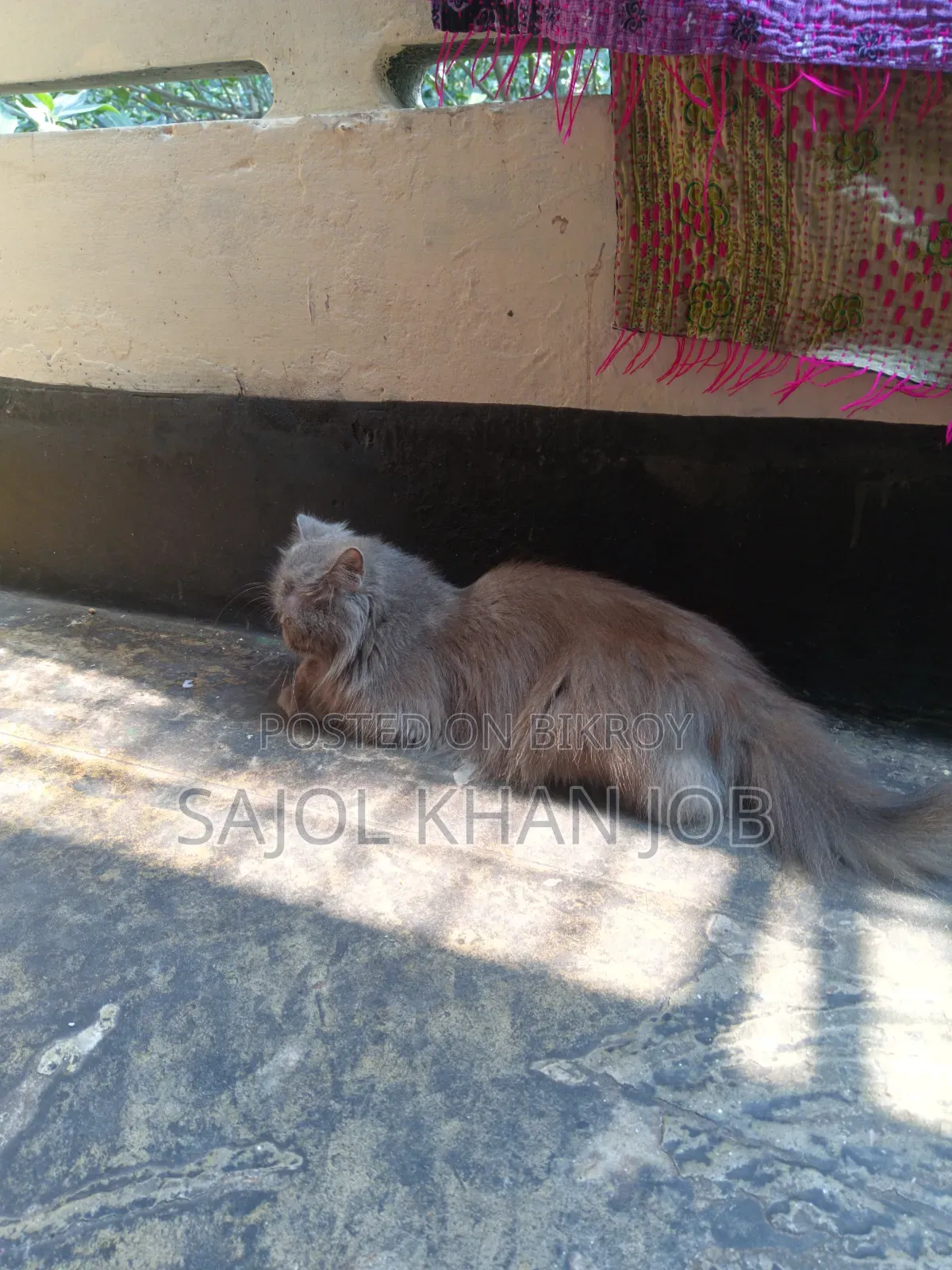 1+ year Female Purebred Persian