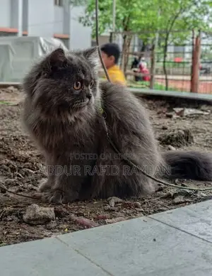 ৬-১২ মাসের ফিমেল পিওরব্রেড পার্সিয়ান