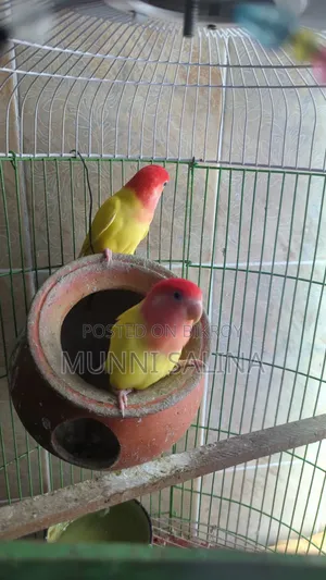 লাভবার্ড ৪ হাজারে