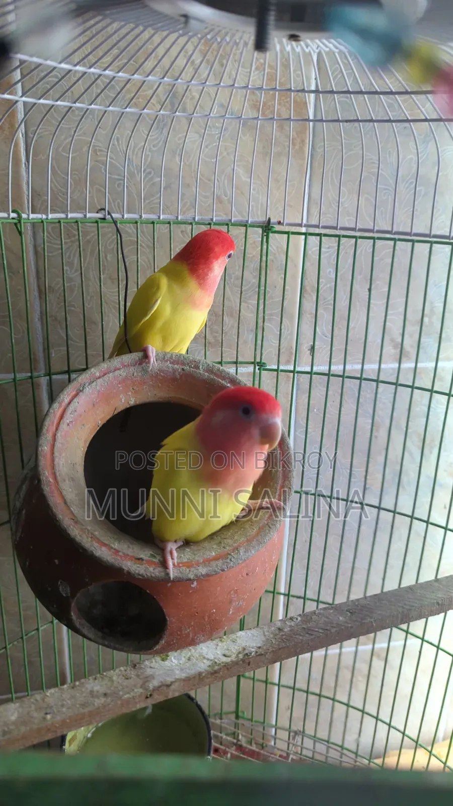 লাভবার্ড ৪ হাজারে