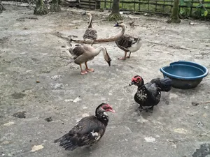 3 adult geese for sale and 2 Muscovy ducks for sale
