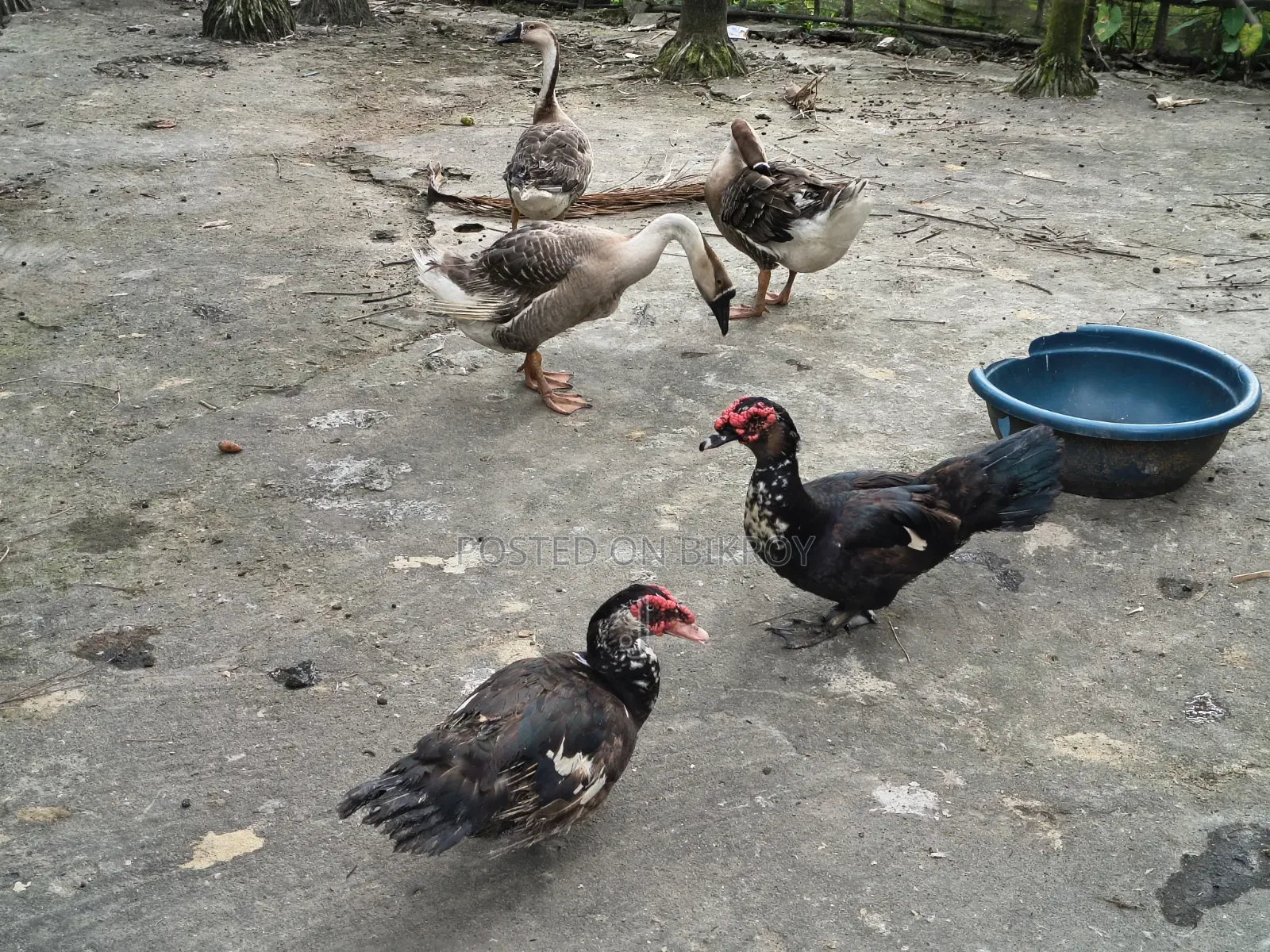 3 adult geese for sale and 2 Muscovy ducks for sale