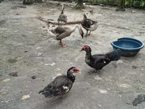 3 adult geese for sale and 2 Muscovy ducks for sale
