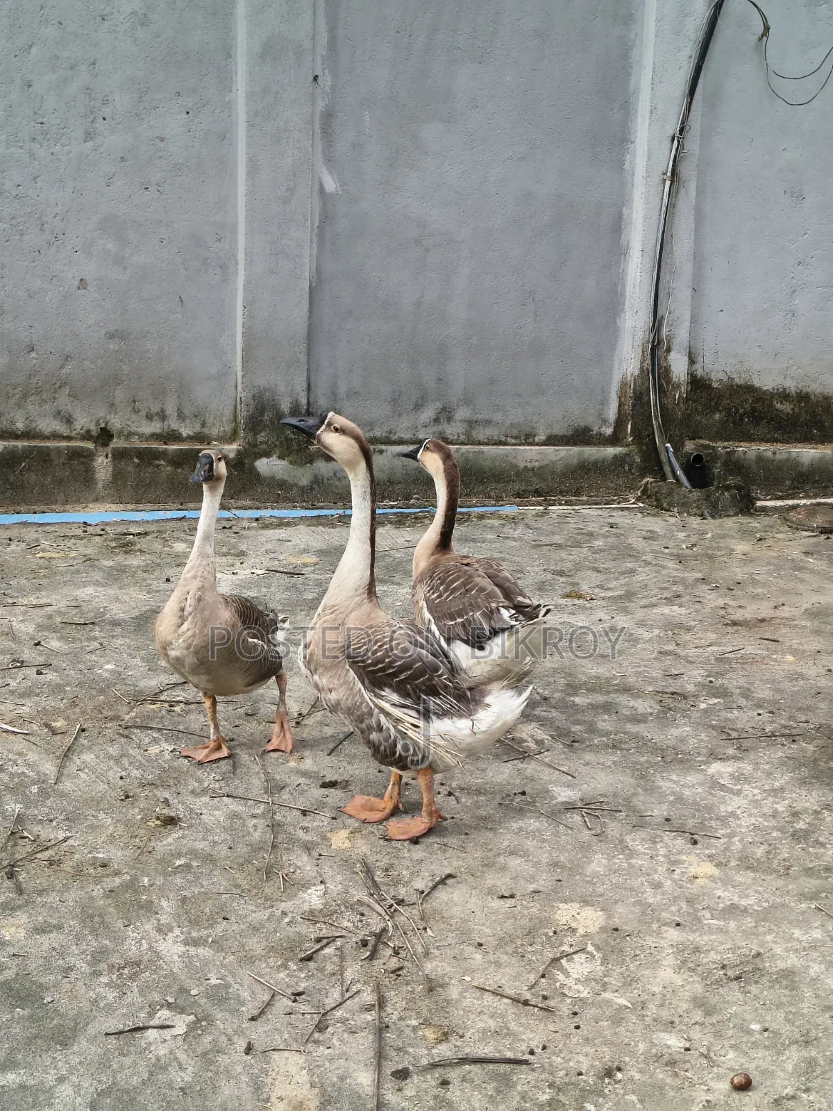 3 adult geese for sale and 2 Muscovy ducks for sale