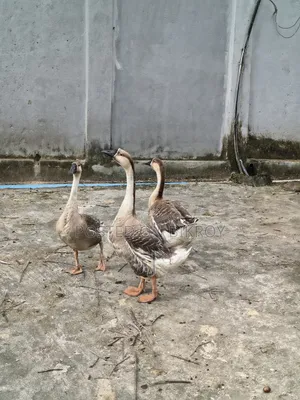 3 adult geese for sale and 2 Muscovy ducks for sale