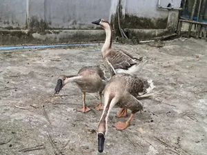 3 adult geese for sale and 2 Muscovy ducks for sale