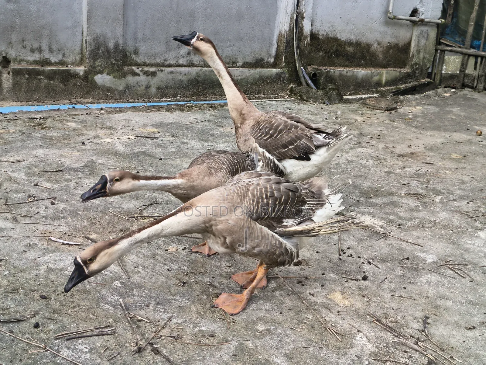 3 adult geese for sale and 2 Muscovy ducks for sale