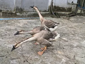 3 adult geese for sale and 2 Muscovy ducks for sale