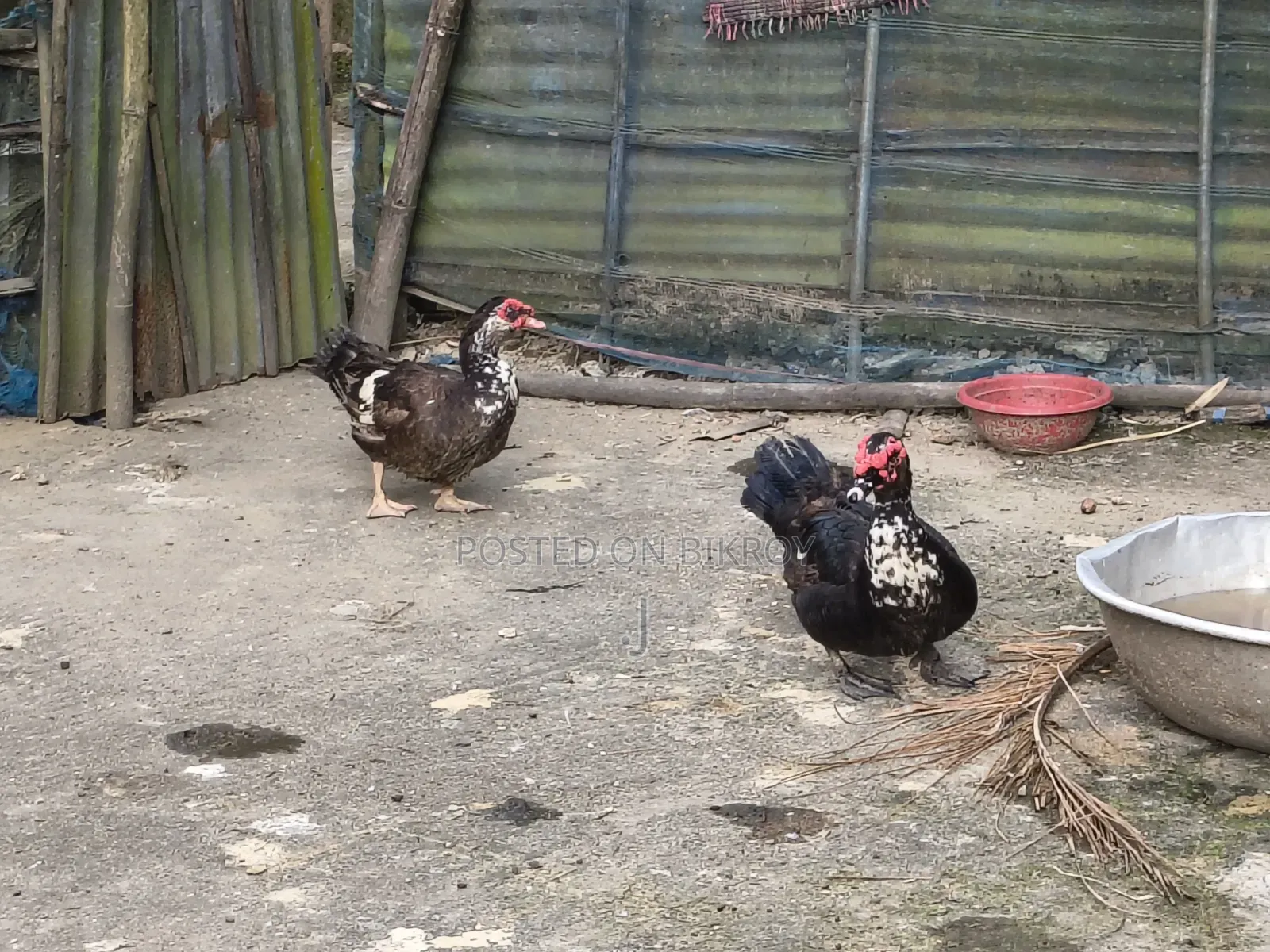 3 adult geese for sale and 2 Muscovy ducks for sale