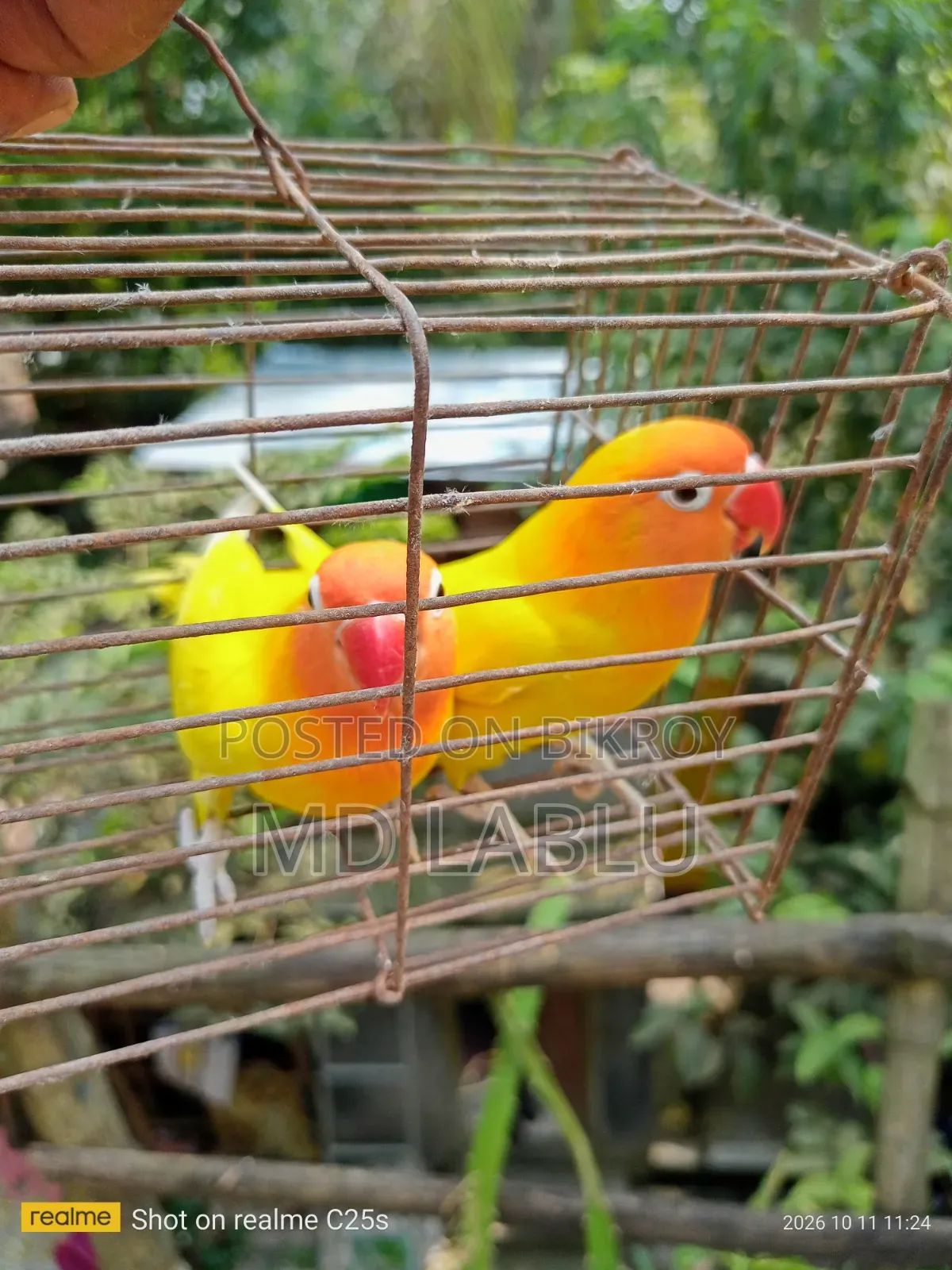 রানিং লাভ বার্ড