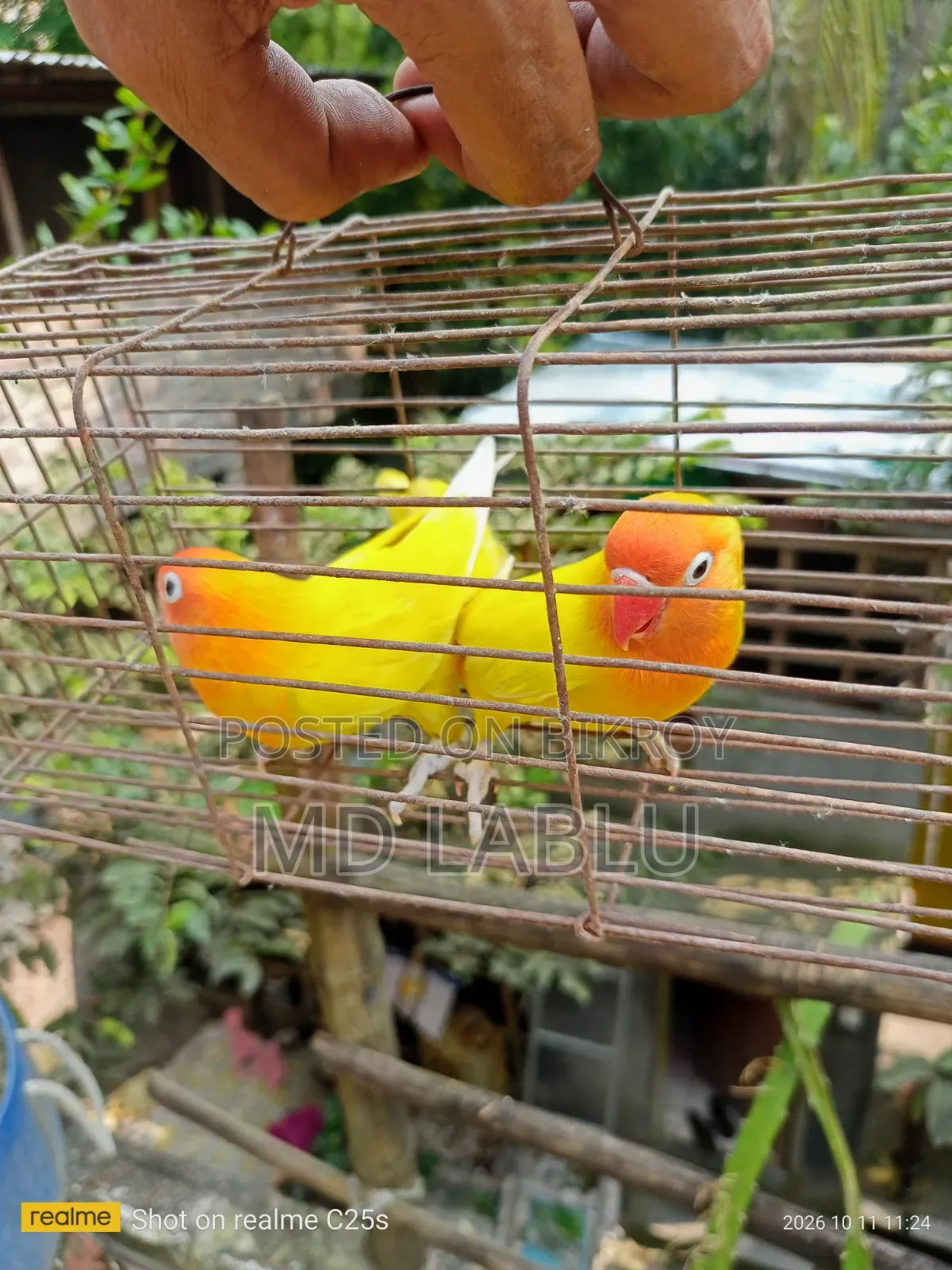 রানিং লাভ বার্ড
