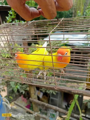 রানিং লাভ বার্ড