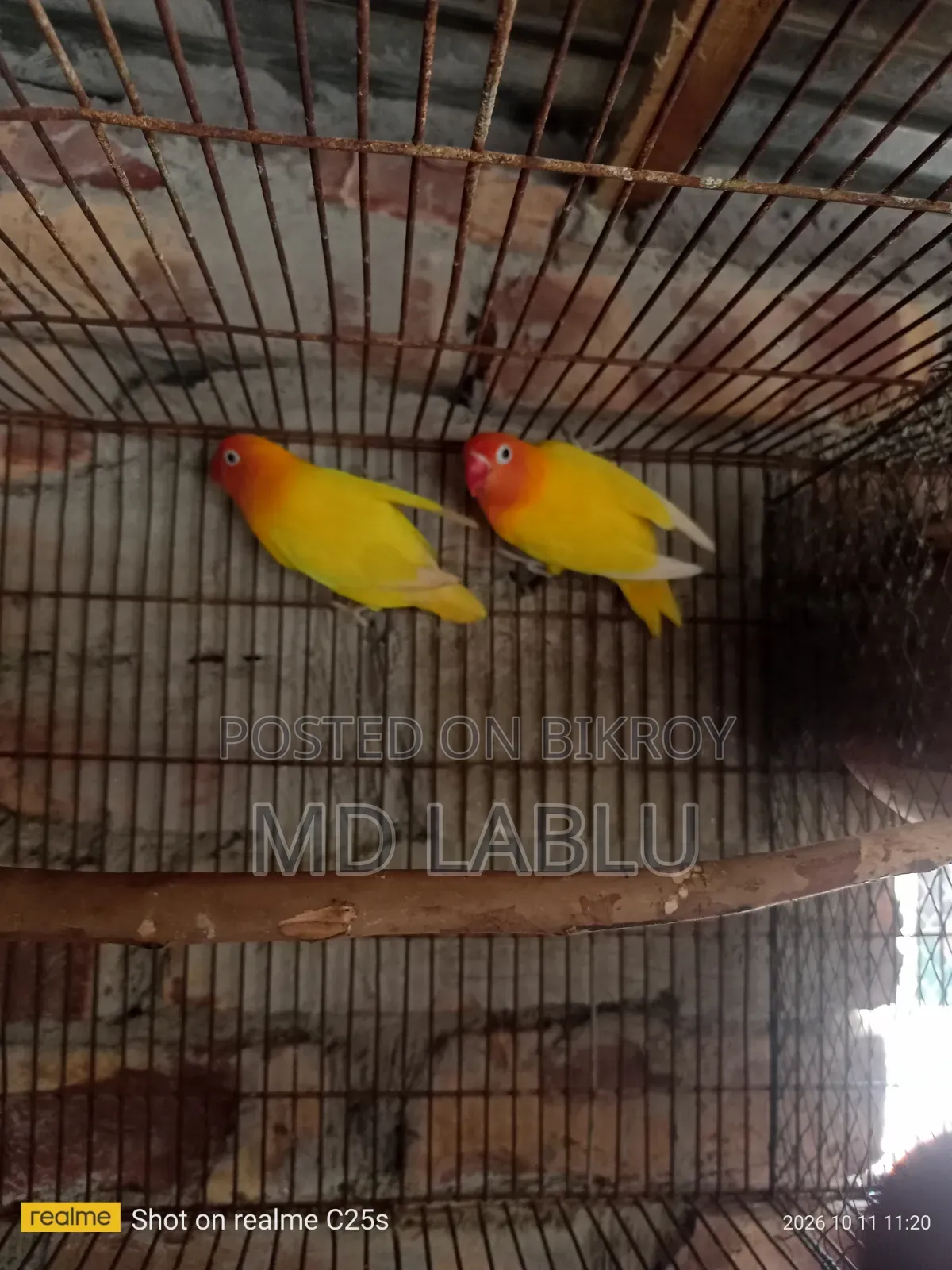 রানিং লাভ বার্ড