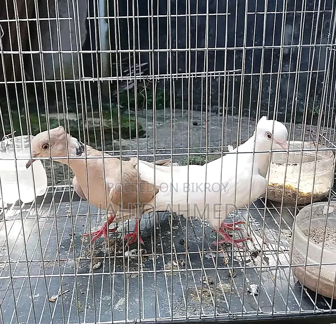 ২টা মাদি রানিং ডূপি