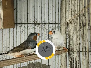 জেব্রা ফিঞ্চ মাস্টার পেয়ার