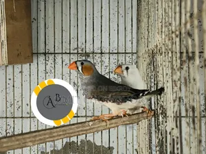 জেব্রা ফিঞ্চ মাস্টার পেয়ার