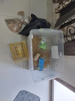 Winter White Hamster