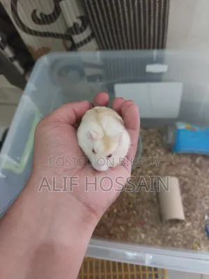 Winter White Hamster