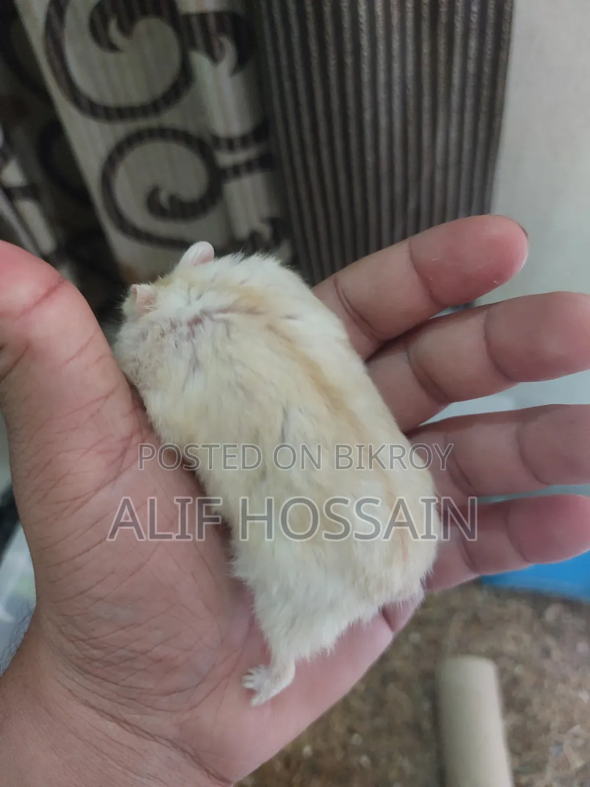 Winter White Hamster